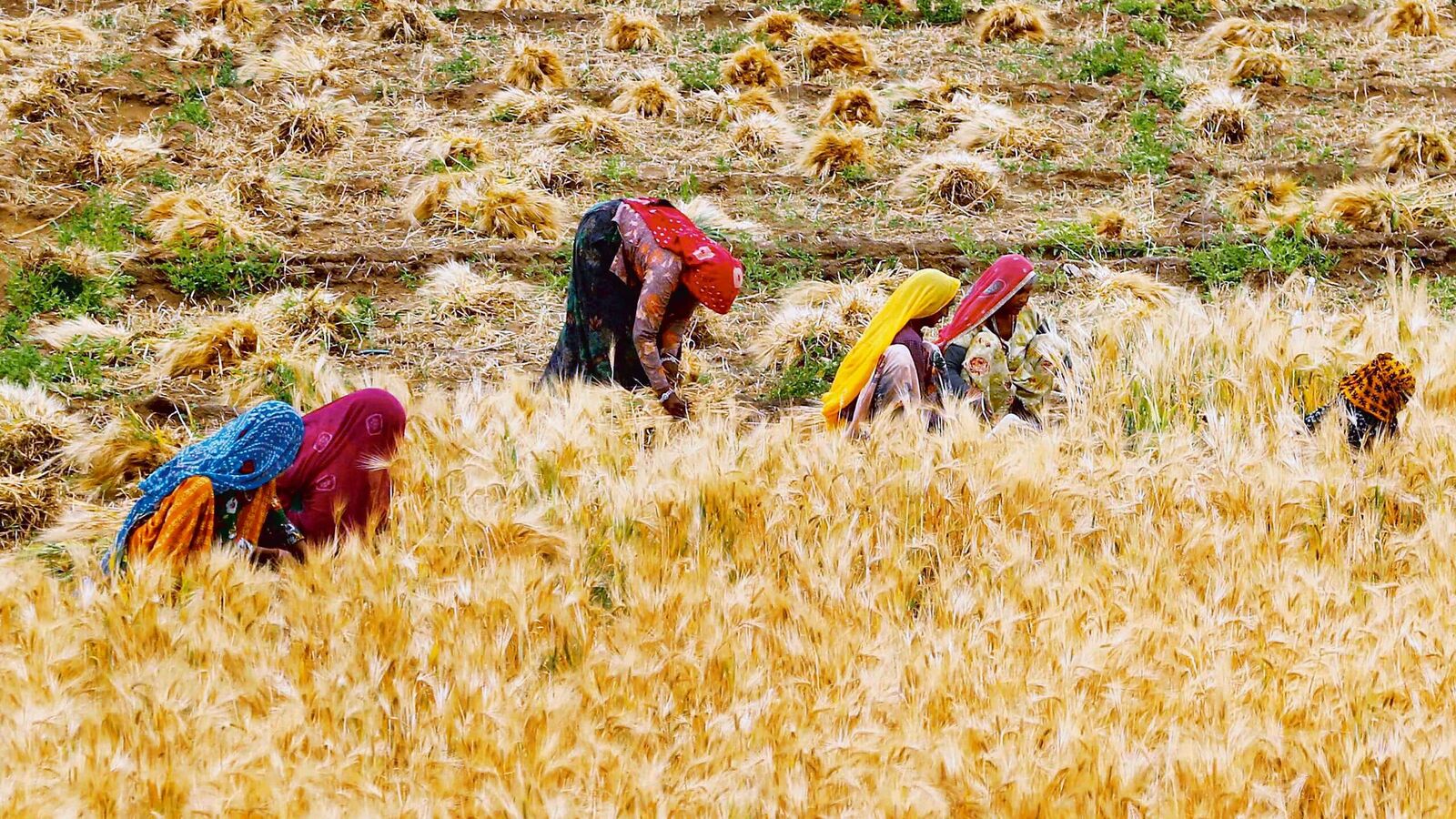 Scientists to vet weather data to aid farmers in distress Globalindianews24